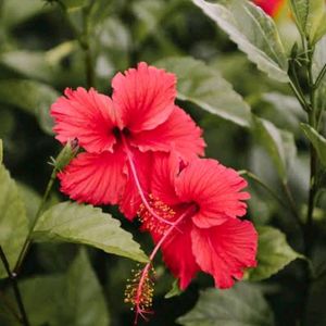 5 Hibiscus Steam