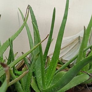 Aloe Vera Plant 🌵