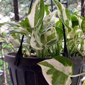 Njoy Pothos Plant