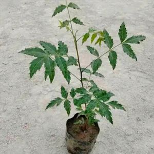 Healthy Neem Plant With Good Root