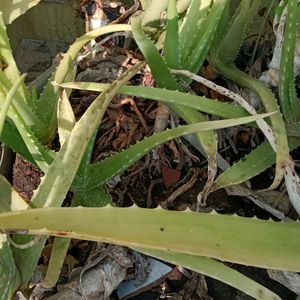 Fresh Aloe Vera Plant Pack Of One