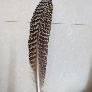 Moltted Peacock Feather