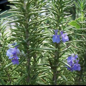 Rosemary And Stroberry Live Plant