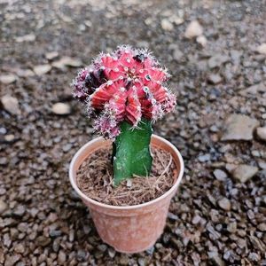 Moon Cactus Plant