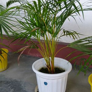 Areca Palm Bunch