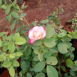 Rose Plant1 Offer Price