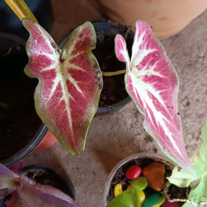 Rare Thai Bicolour Caladium Plant