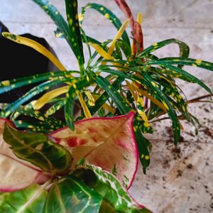 3 Different Varieties Of Croton Plant