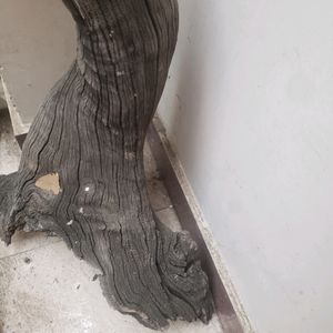 Drift Wood Natural From HARIDWAR