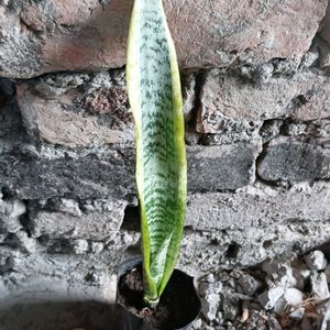 Snake Plant