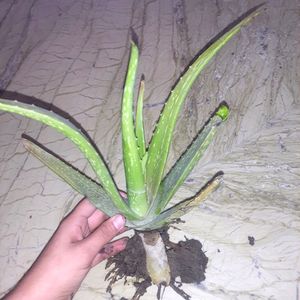 1Aloe Vera Plant /  For Home Garden Without Pot