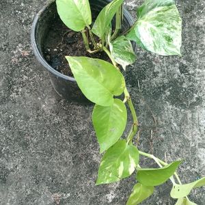 Manjula And Neon Pothos Fully Rooted Plant