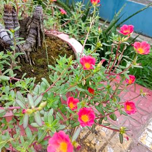 Red Portulaca Cuttings