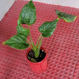 Alocasia cucullata (Elephant Ear) Plant & Pot