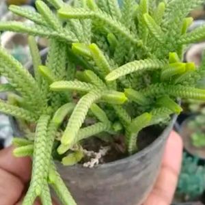 Crassula Muscosa ( Toy Cypress ) Chain Succulent