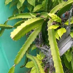 Dragon Fruit Plant Cutting