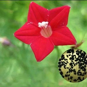 Four Flower Seeds