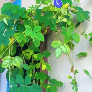 Butterfly Pea Seeds (Aparajitha)