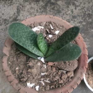 Its Sucuulent Gasteria Plant +ball Cactus