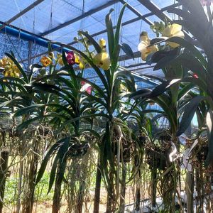 PREMIUM VANDA Orchid Plant