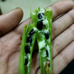 Butterfly Pea Seeds