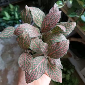 Combo Fittonia 4 Colour Live Plant