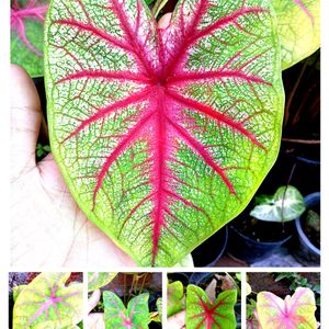 Caladium Plant