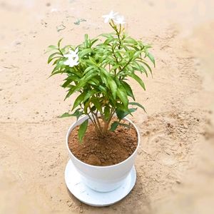 Chandni In 4"white Pot