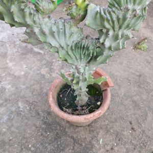 5 YEAR OLD CACTUS