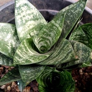 Dwarf Snake Plant