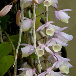 Orchid Dendrobium Apphylum