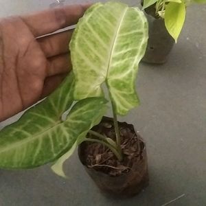 Monsoon Dhamaka Offer Combo 5 Indoor Live Plant