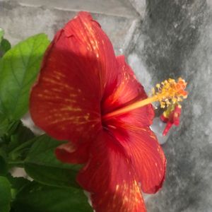 Golden Flame Taiwan Hibiscus Big Size Flower Plant