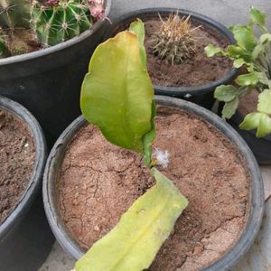 Red Emerald Philodendron Plant