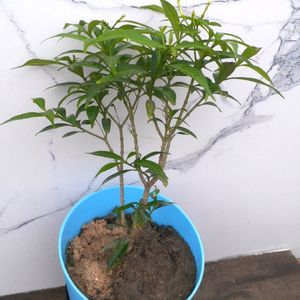 Self Watering Jasmin Plant