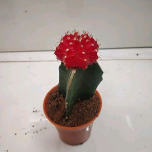 Moon Cactus Plant