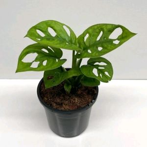 Combo Philodendron/Pathos 6 Live Plant