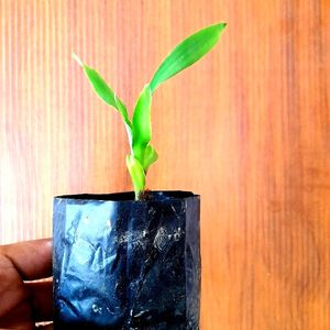 Lucky Bamboo Saplings 4