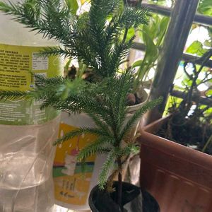 Chritsmas Plant Live  Indoor / Outdoor