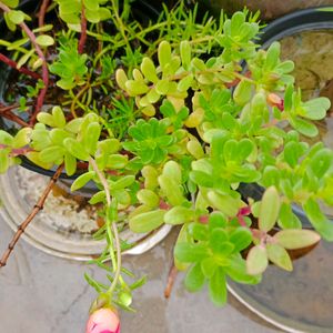 Combo Of 20 Stems OfWhite Portulaca Nd Red Purlane