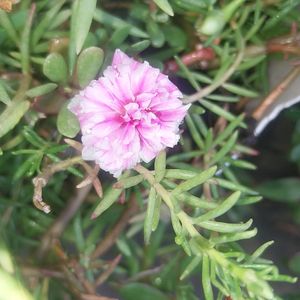 Portulaca And Purslene