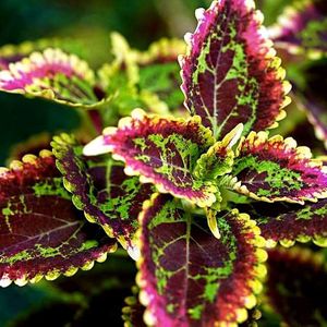 Coleus Red Green plant