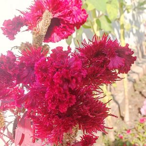 Cock's comb Flower ( Seeds Hybrid )