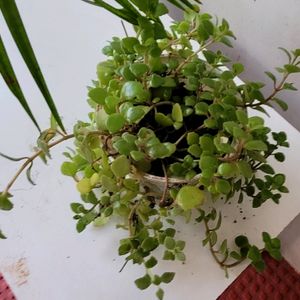 Pilea Depressa Plant🪴& Pot