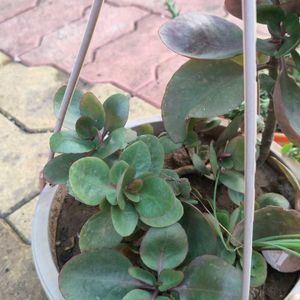 Kalanchoe