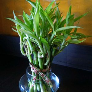 Lucky Bamboo with Glass Pot