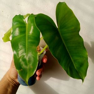 Philodendron Burl Maxx Well Rooted Plant