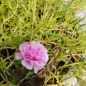 Portulaca Plant