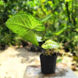 Synogium Plant With Pot