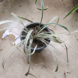 Combo Of 4 Variety Spider Plant With Root